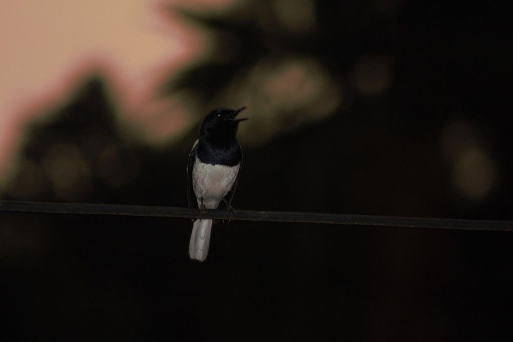 Photograph by Upendra Kumar Thakur