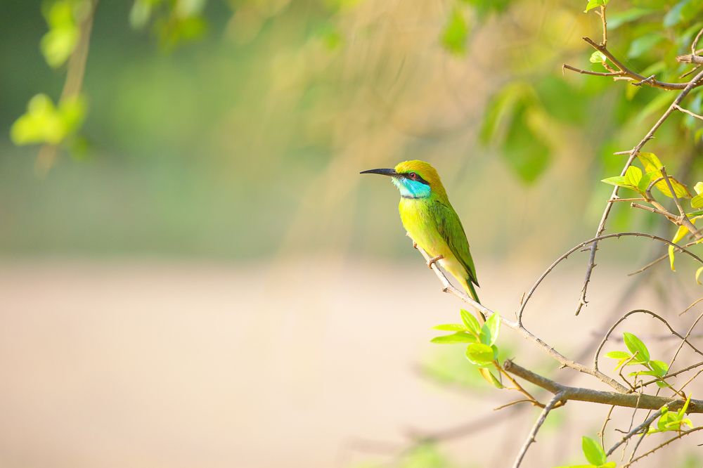 green bee eater