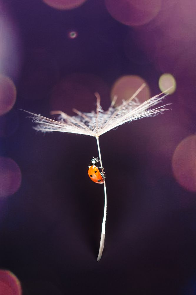 Путешественница