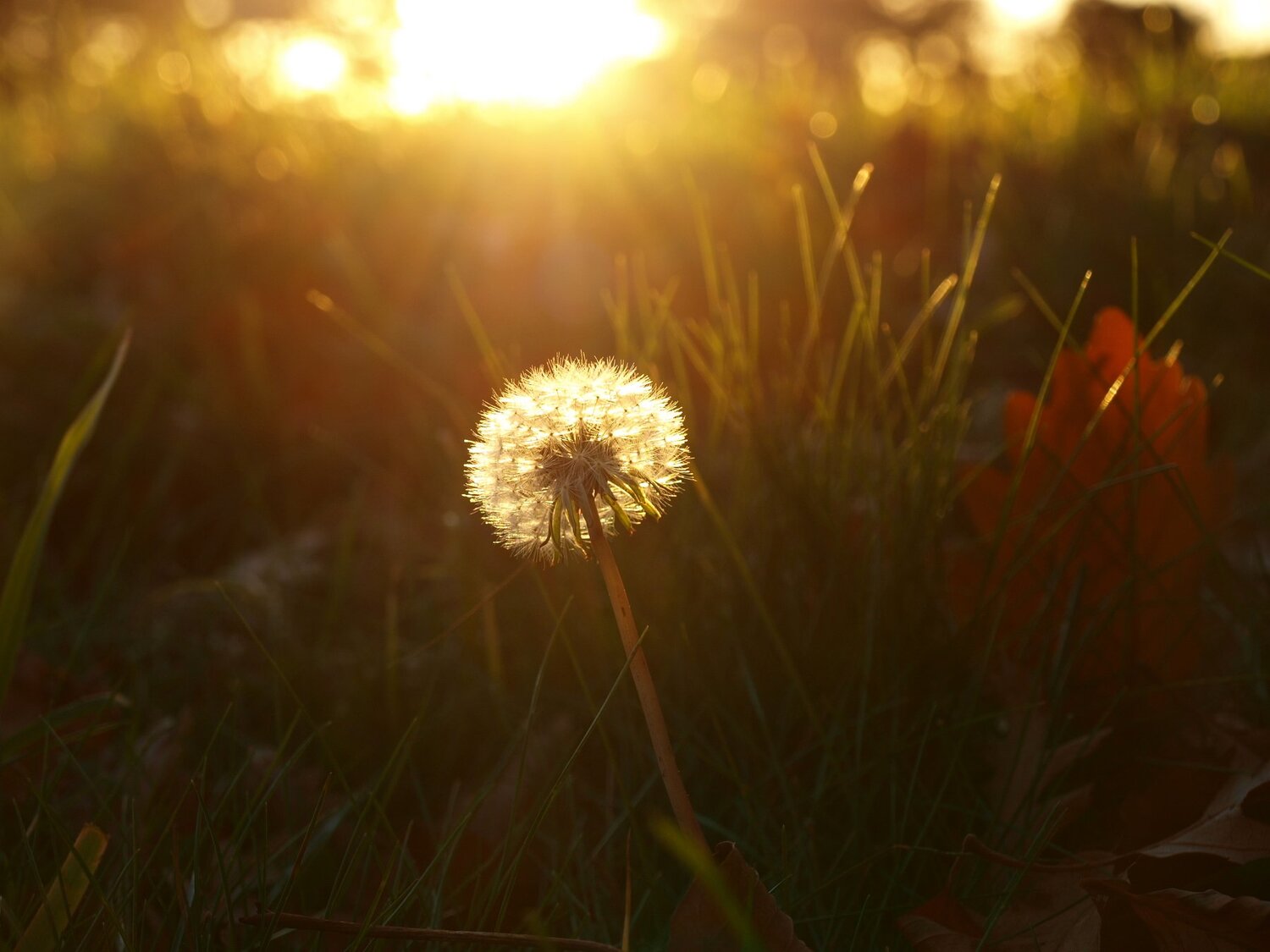 Taraxacum