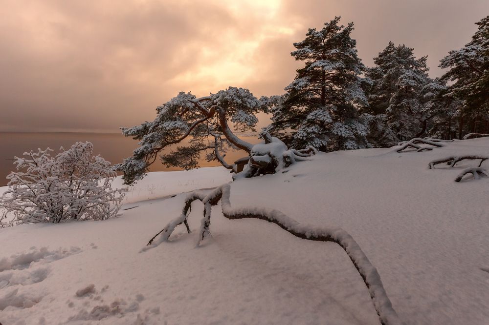 "Очарование сосновых лесов"
