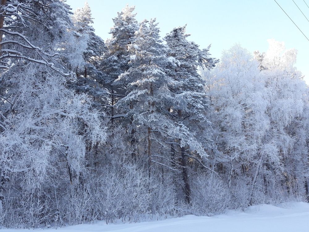 Сказки леса