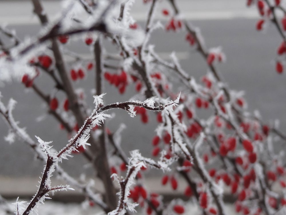 Зимние ягоды