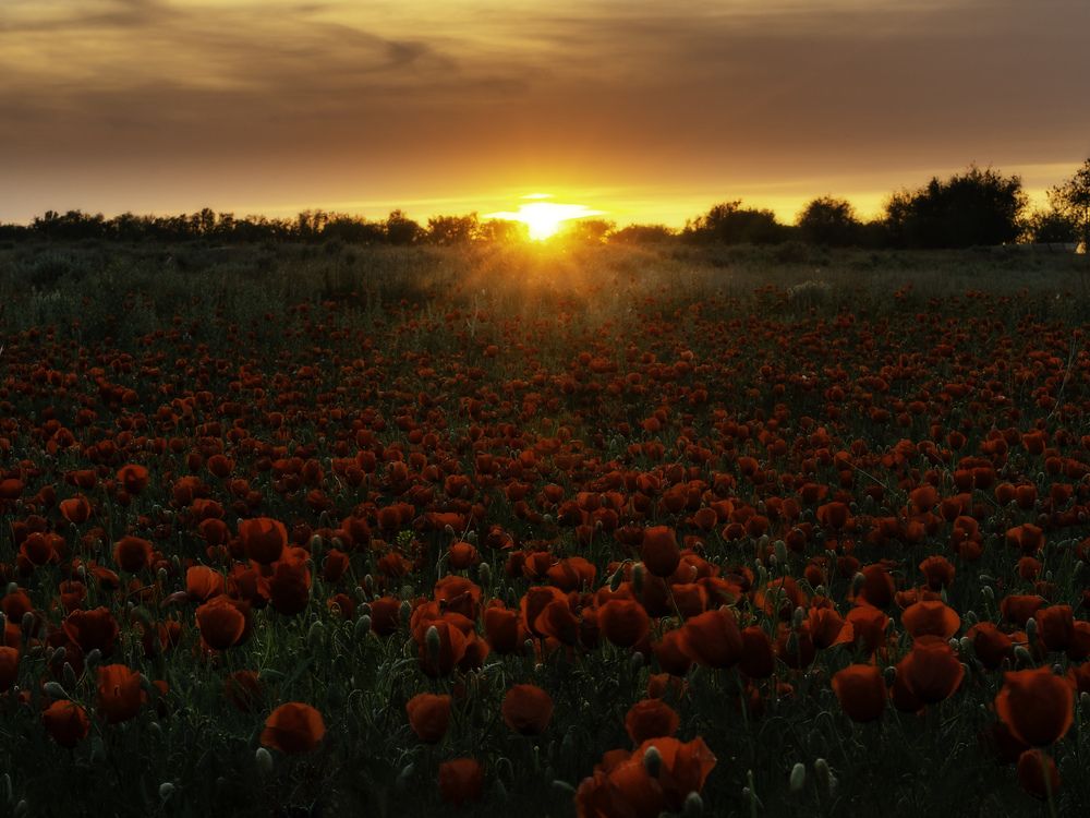 Magic sunset with poppies