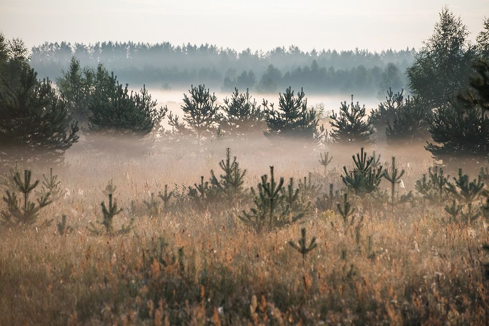 Утро туманное