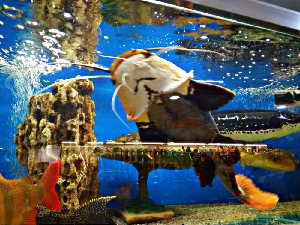 Жизнь в аквариуме.