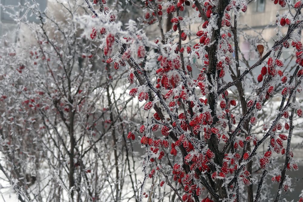 Зимние ягоды
