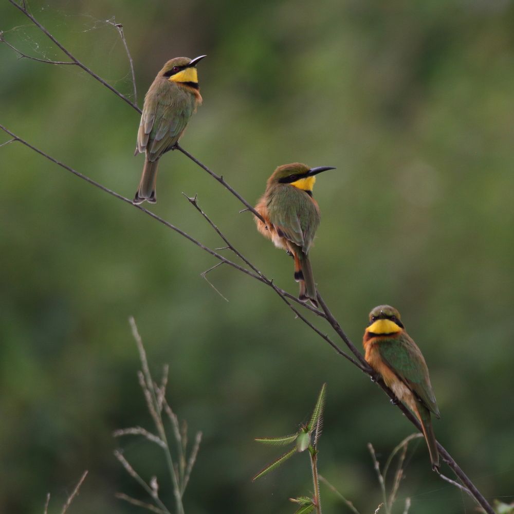 3 bee-eaters