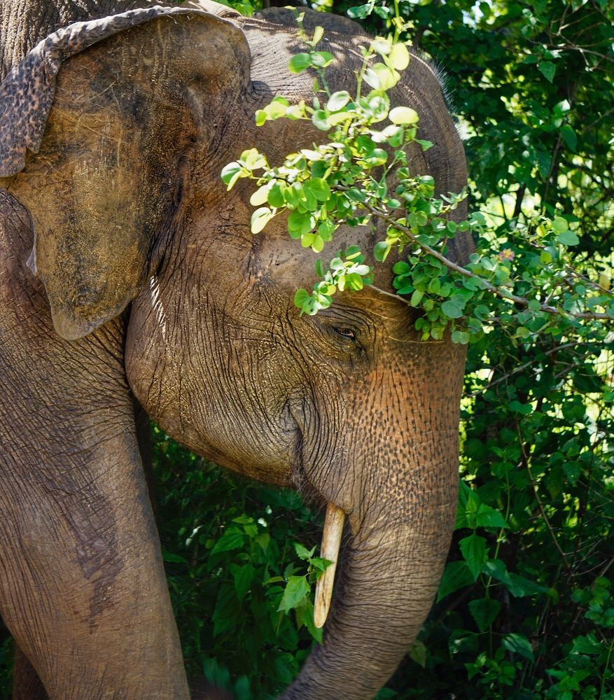 Очарование силы