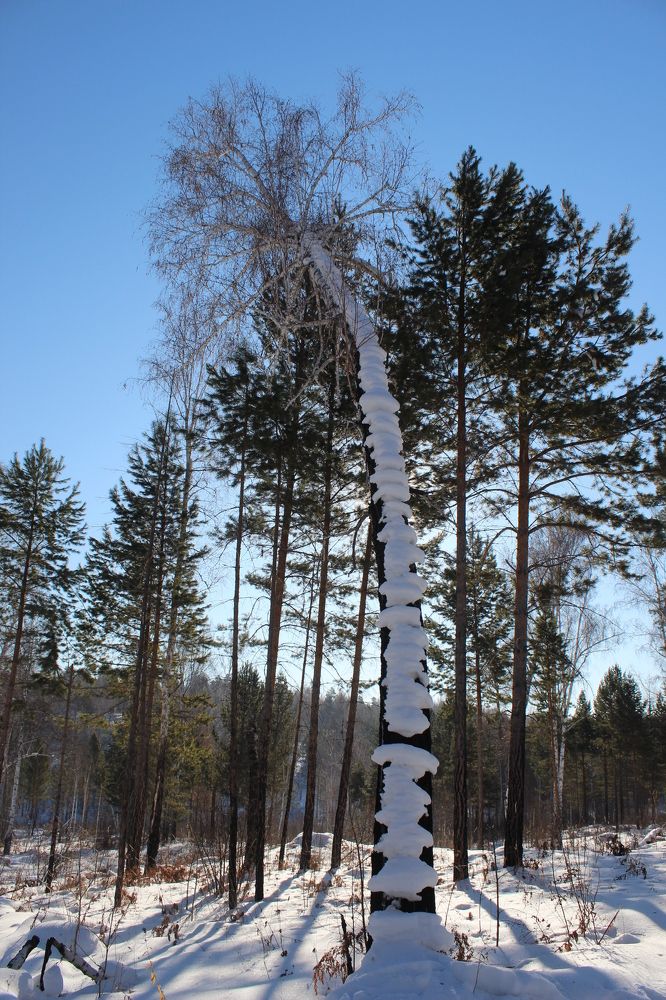 сосны