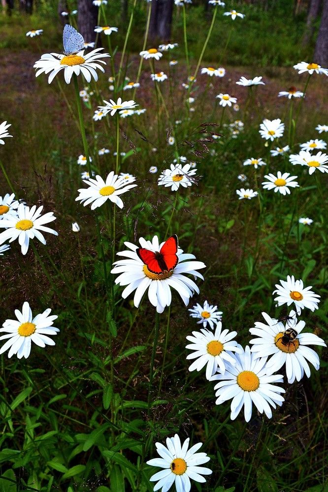 Лесная лужайка