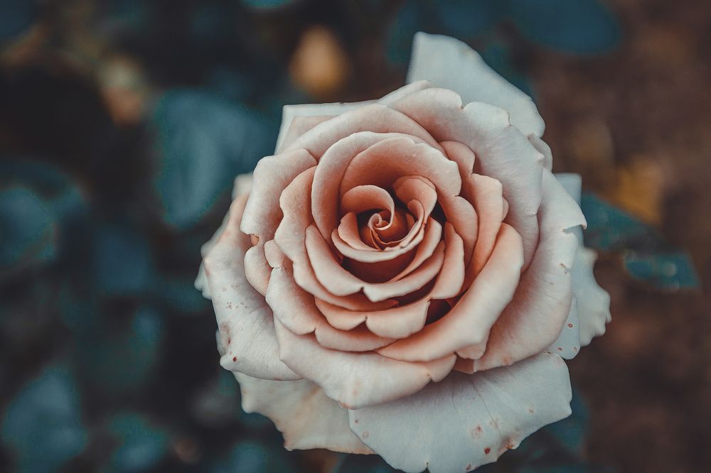 Gentle rose vintage style