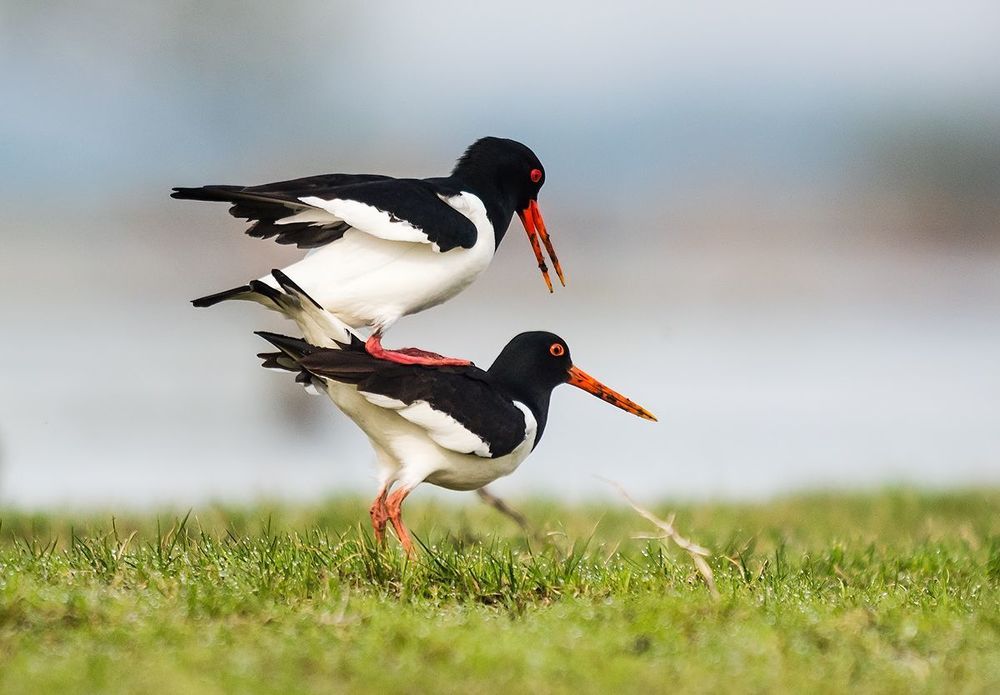 Ostrygojad   _   Haematopus ostralegus
