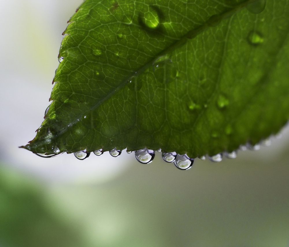 Белая роза в отражении