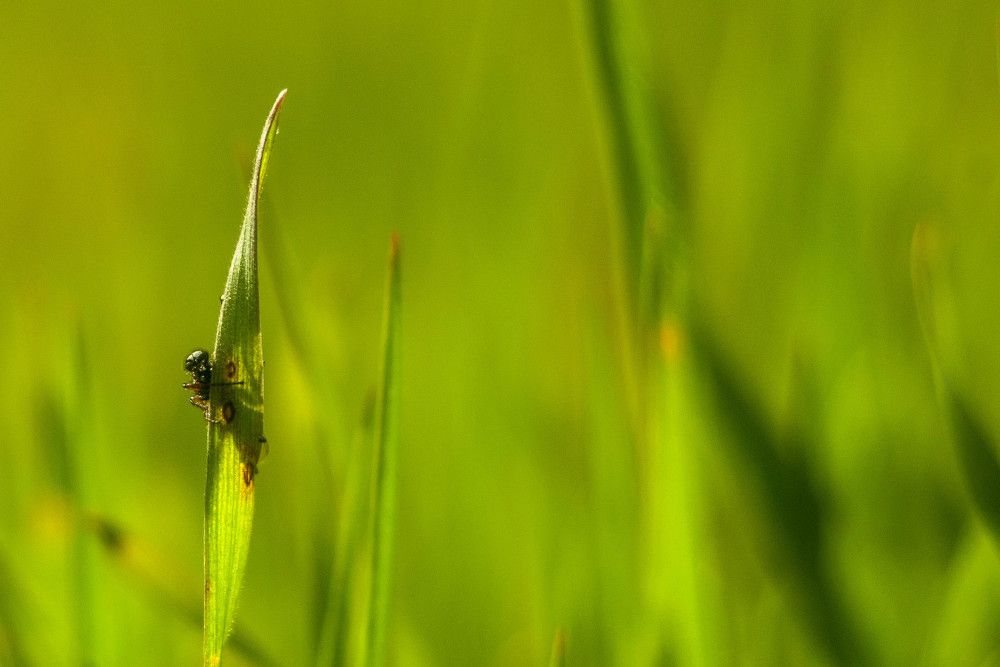 Случайный прохожий