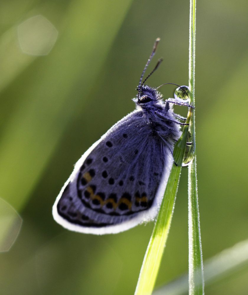 Бабочка с каплей росы