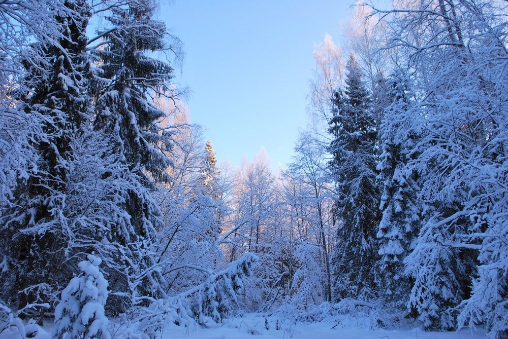 Зимняя сказка