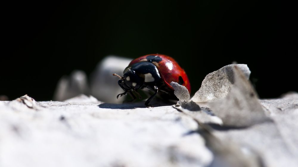 Ladybug