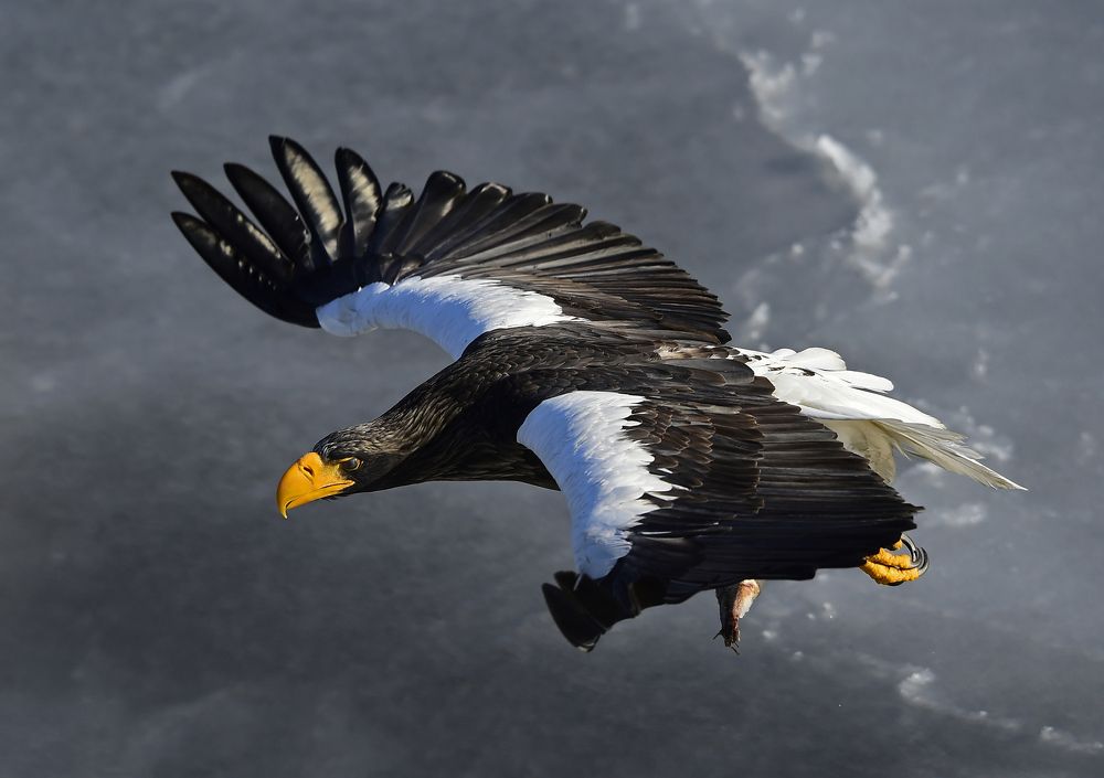 Летим отсюда скорей, пока не отняли!