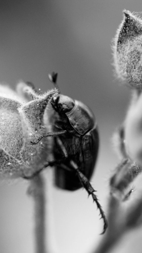 tango with a flower