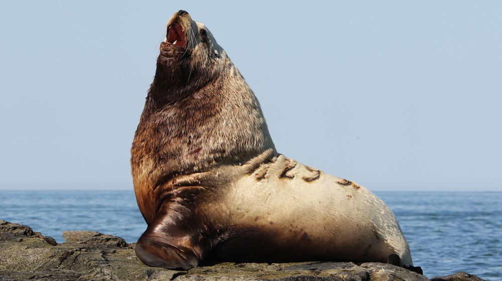 Я тут главный!