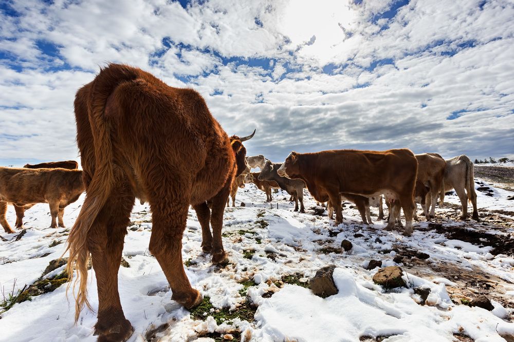 Gathering In Snow