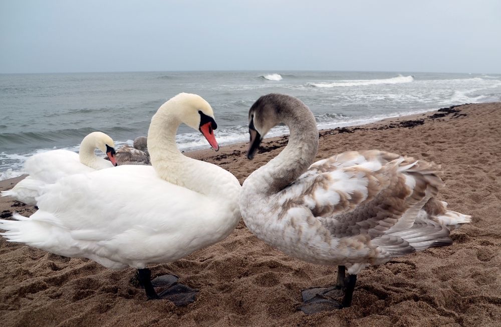 Photograph by Galina Baranovskaja