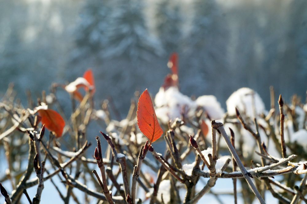 Photograph by Мария Загоревская
