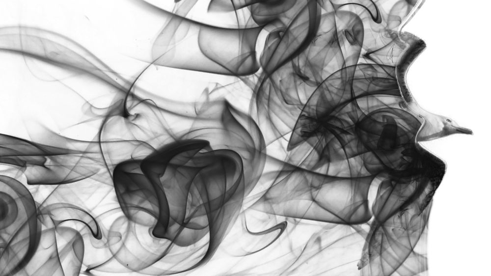 Smoke seagull