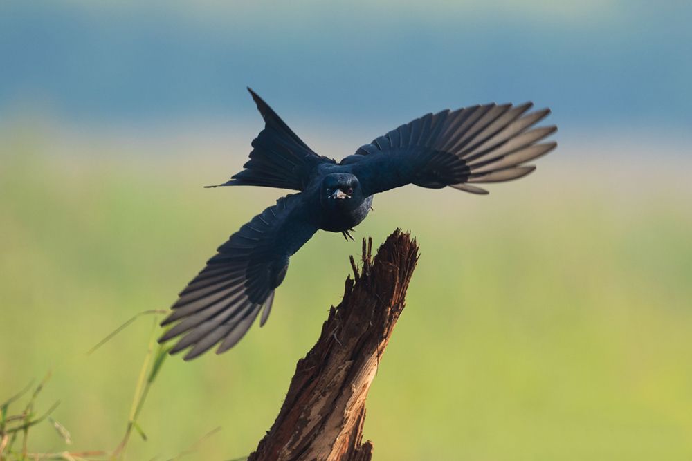 Go Where Your DREAMS Take You