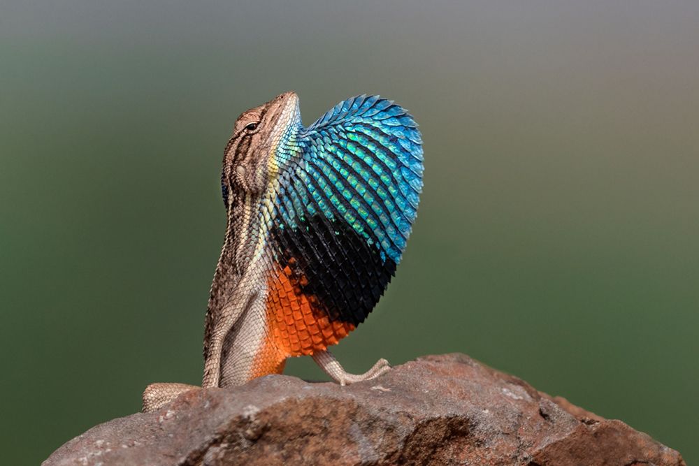 In Search of Soulmate