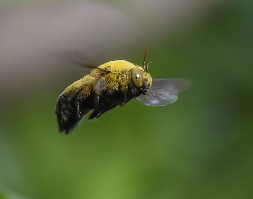 Carpenter bee in flight