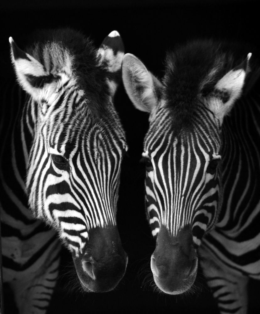 Полосатая симметрия