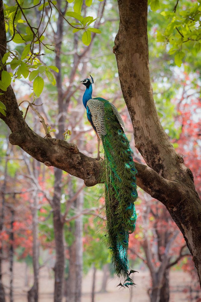 Colours of nature..Indian peacock