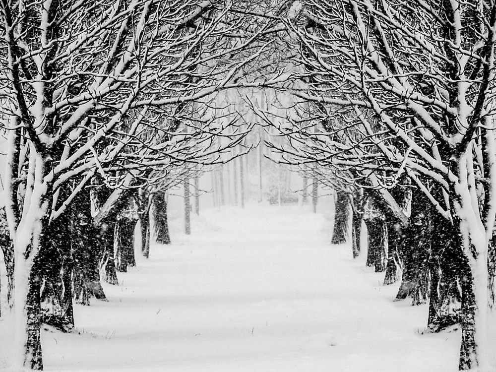 Зимняя аллея