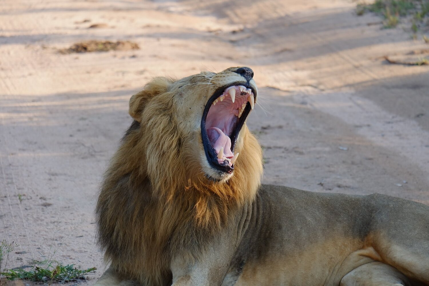 Yawn