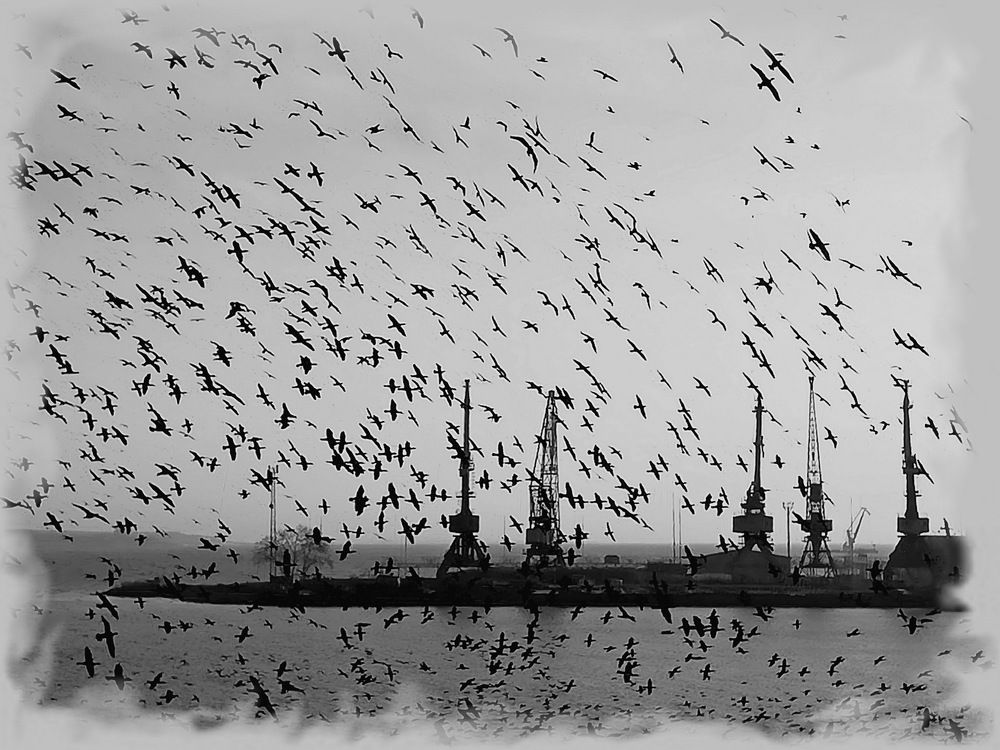 Время перелетных птиц.