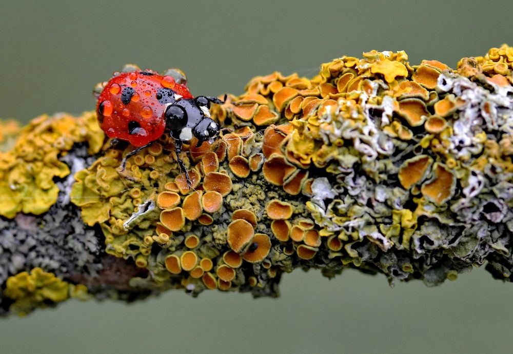 Photograph by Игорь Осипов