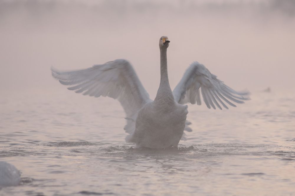 Из жизни лебедей