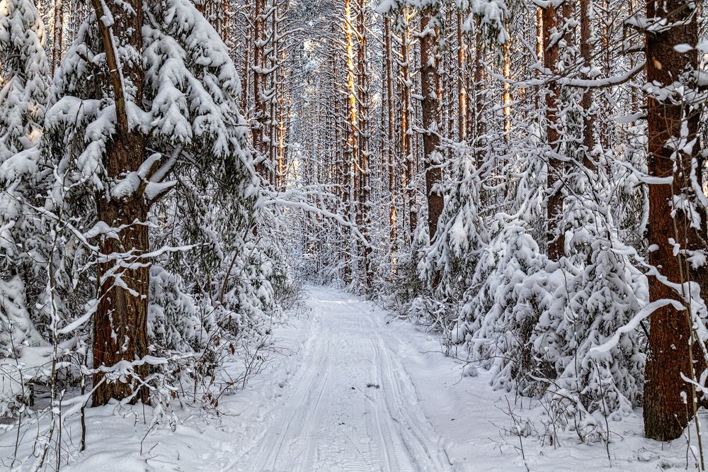 Фотография автора Леонид Никитин
