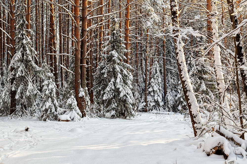 Фотография автора Леонид Никитин