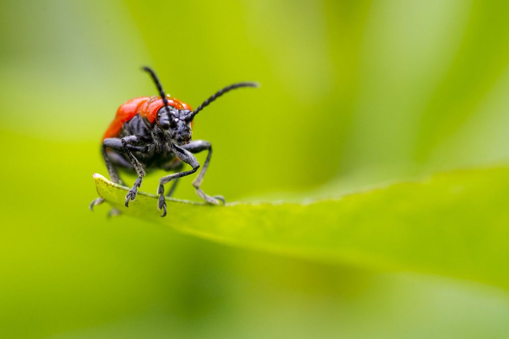 Photograph by Олесь