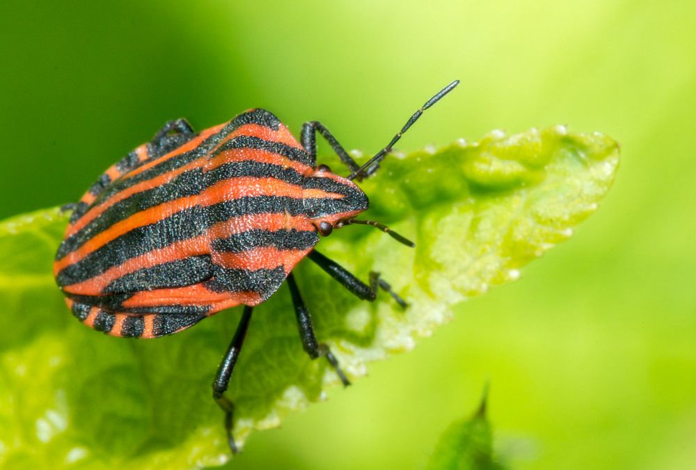 Photograph by Олесь