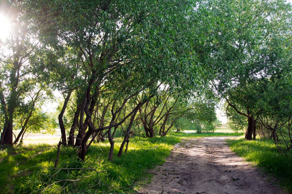 Золотой свет