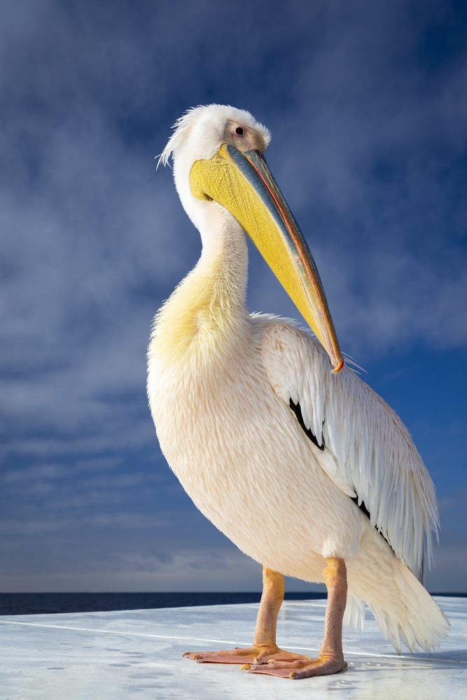 Shy Pelican