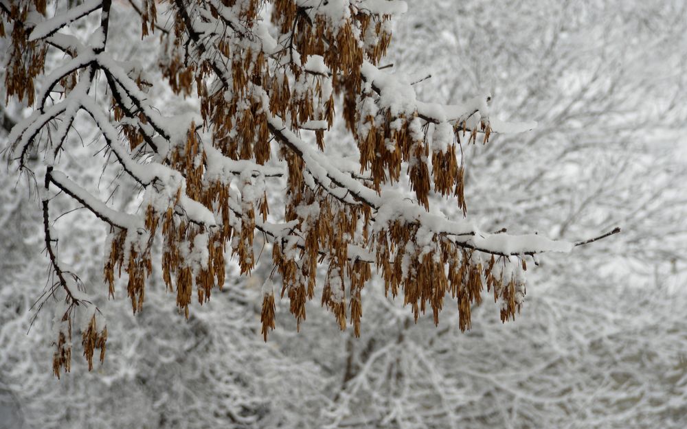 Зимние узоры