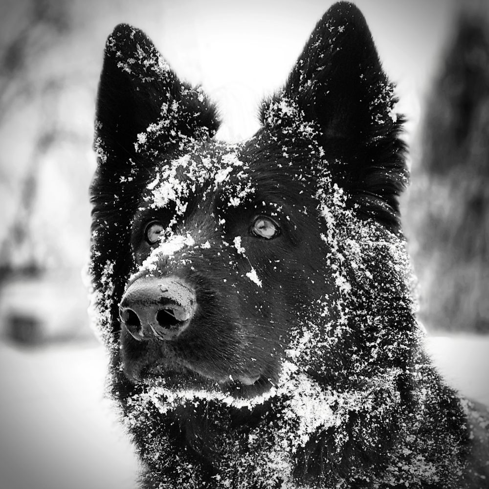 Преданность / Fidelity