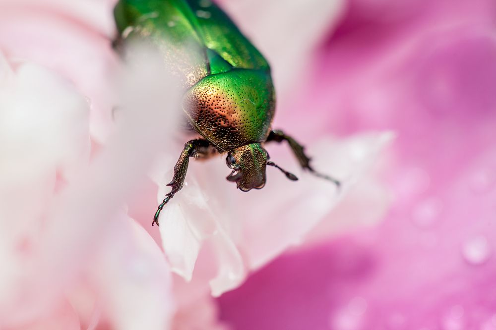 Жук в пионе