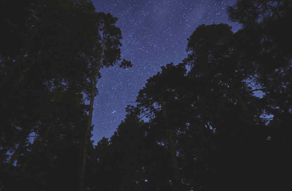 Звезды в лесу