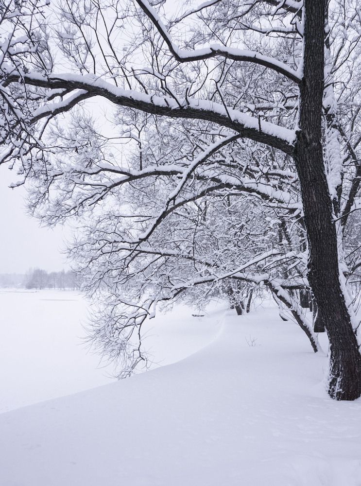 Снежные просторы ...